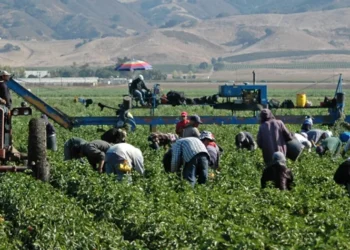 Agrícolas de EE.UU. piden a Trump evitar deportación de sus trabajadores