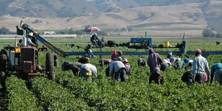 Agrícolas de EE.UU. piden a Trump evitar deportación de sus trabajadores